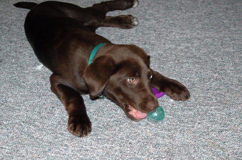 Cocoa the chocolate lab