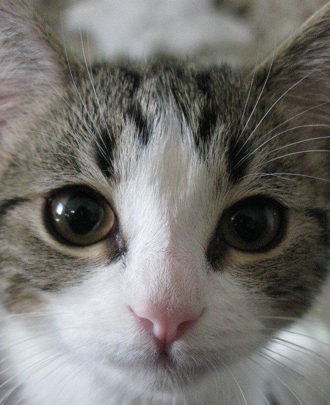 Greyson the gray mix puppy