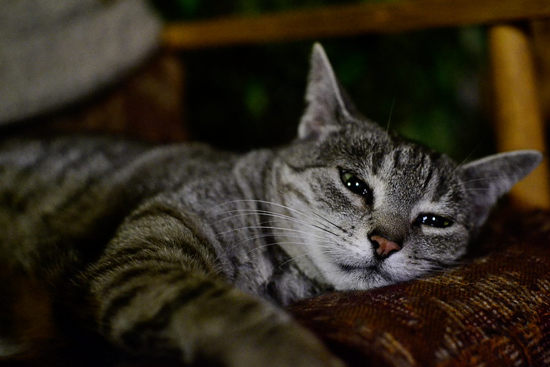 Jellybean the gray tabby