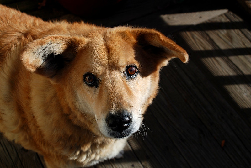 Roscoe the corgi-chihuahua mix