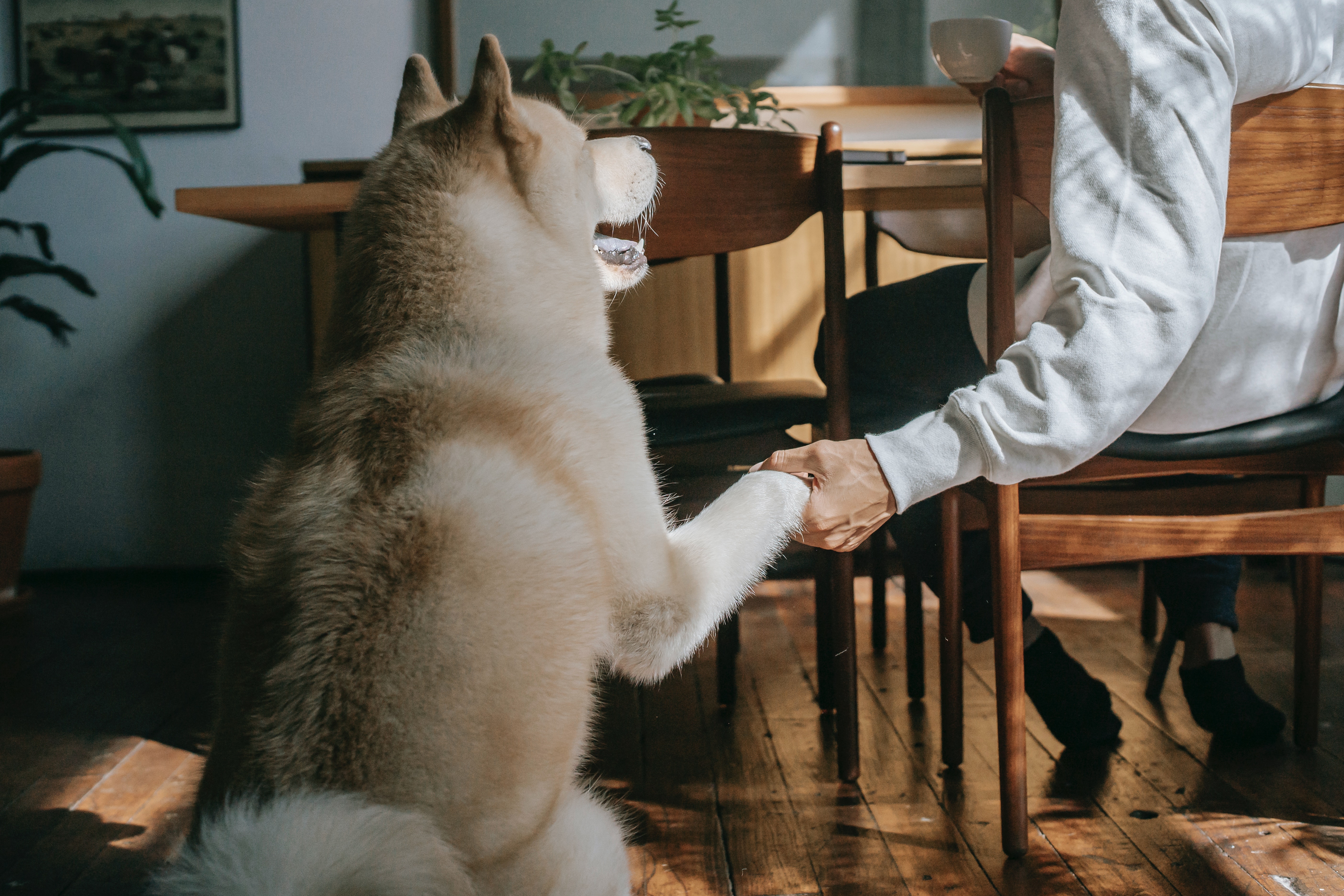 Dog holding its paw out to a man