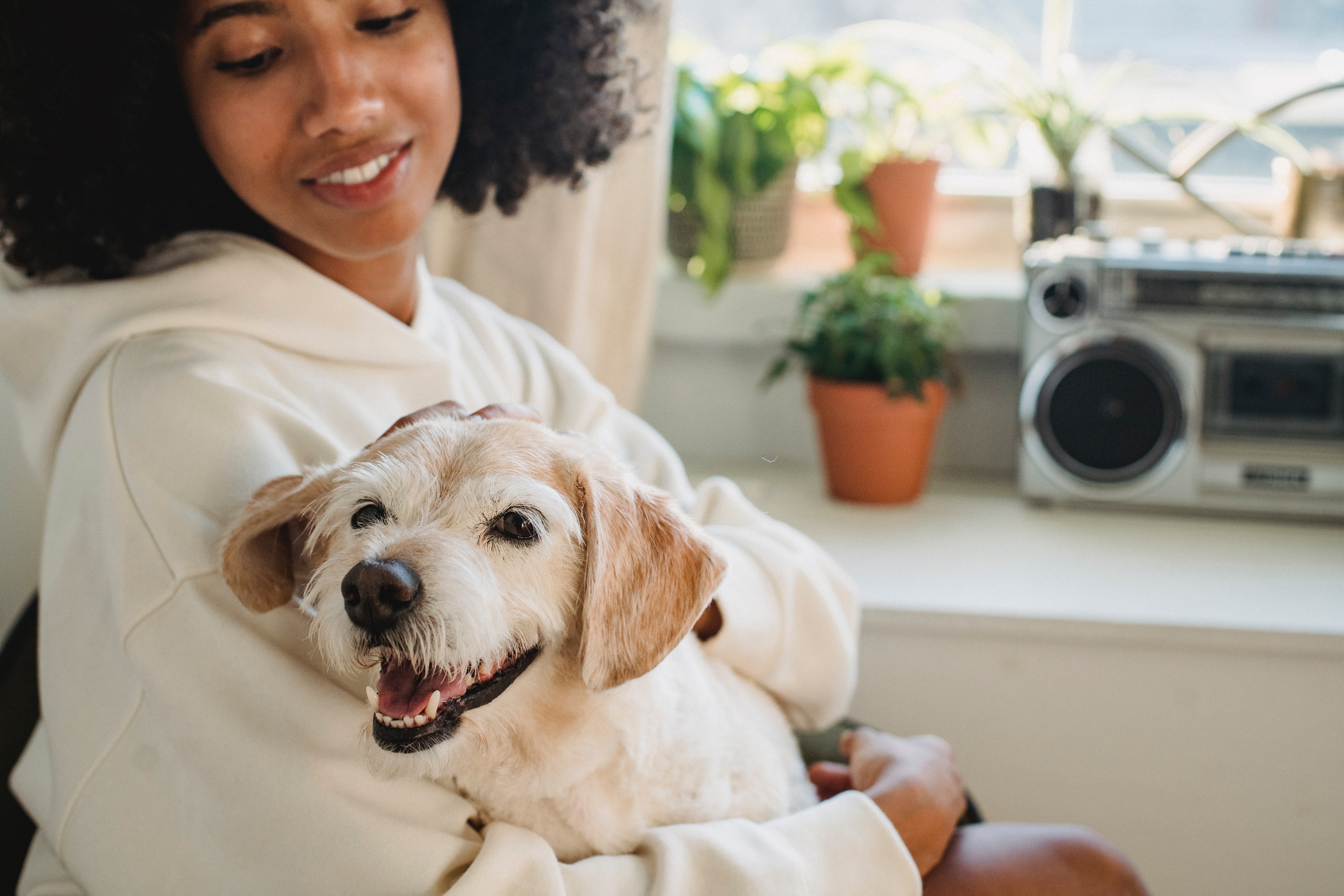 Dog on a woman's lap